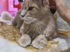 -藏猫猫咖啡主题馆(中央大道店)