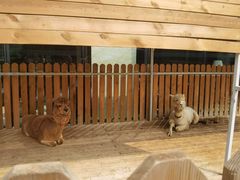 -廊坊固安福朋喜来登酒店