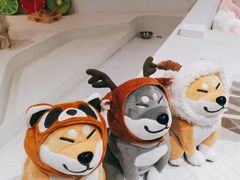 -柴务处·柴犬主题狗咖