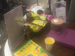 -宠爱国际动物医院·疑难骨科·心肾内科·皮肤科(太阳宫店)