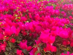 -金鸡岭桥头公园