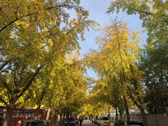 -三里屯东五街银杏大道