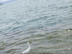 -金鸡湖景区