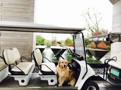 -上海崇明金茂凯悦酒店