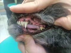 -博特宠物医院24h犬猫全科.骨科·异宠