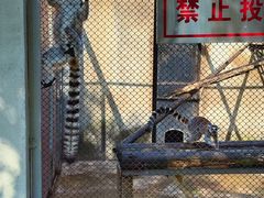 -合肥野生动物园