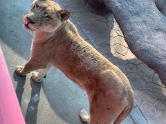 -北京野生动物园