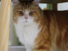 -喵园·猫主题咖啡厅·撸猫·猫咖(国贸店)