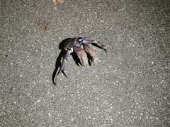 -上野德国文化村