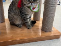 -共舞时光猫咖·狗咖(新街口店)