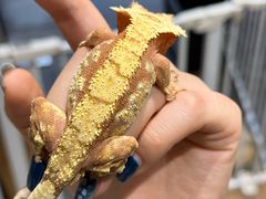 -酷以爬仙阁实体爬宠店·守宫·蜥蜴·专业繁育