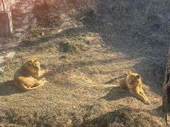 -石家庄市动物园