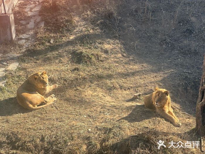 石家庄市动物园图片