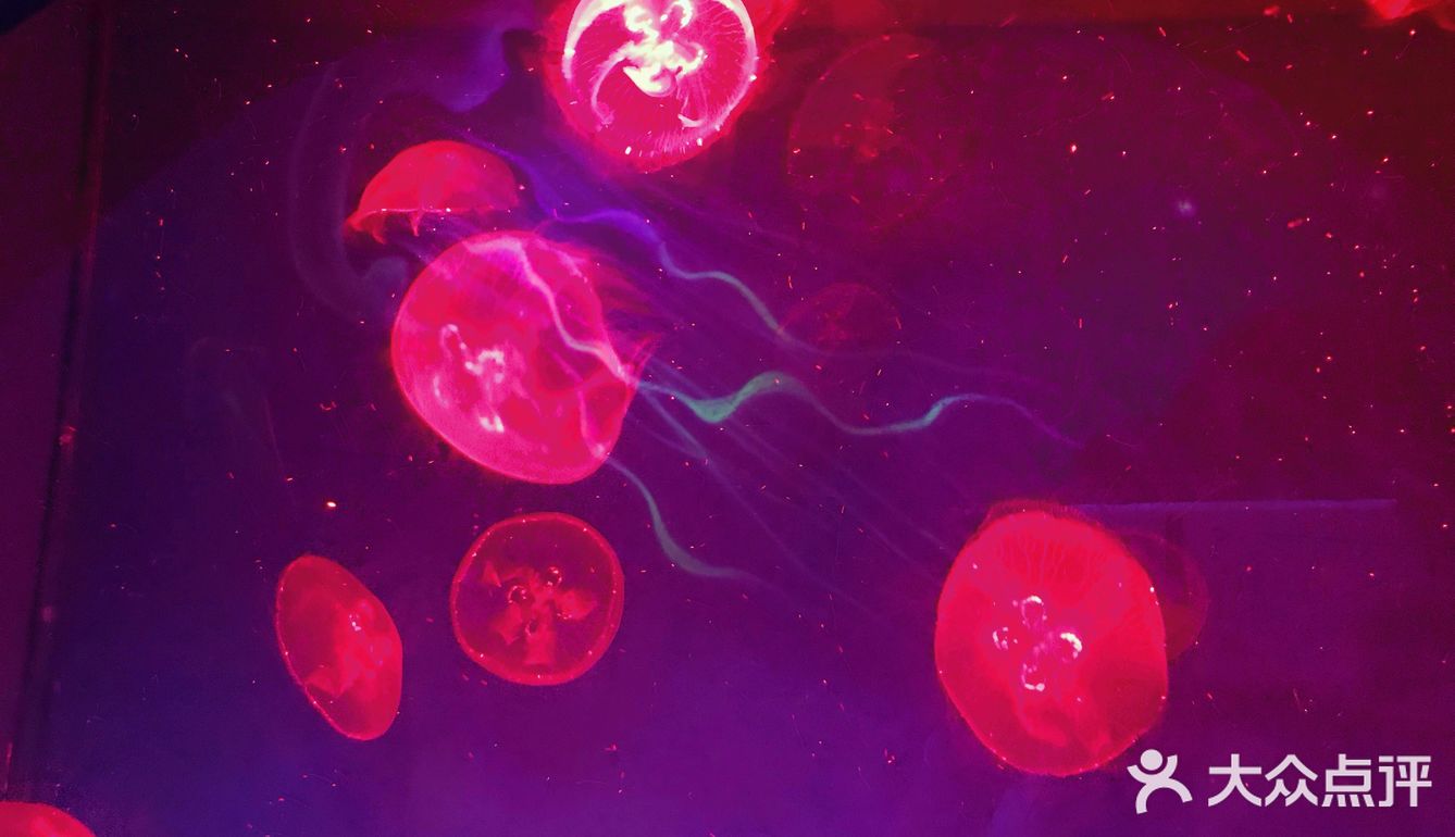 只有企鹅和水母和几个小鱼 海星不能手摸