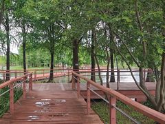 -贡湖湾湿地公园