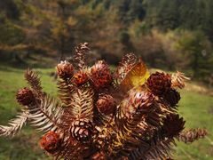 -武陵山森林公园