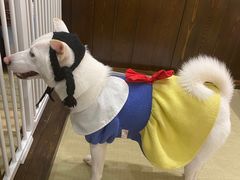 -逗柴咖啡屋·狗咖猫咖宠物桌游