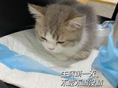 -希望动物医院(汉阳院)
