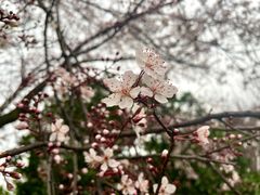 -橘子洲景区