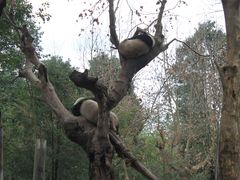 -都江堰中华大熊猫苑