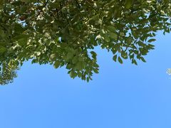 -佛手湖郊野公园