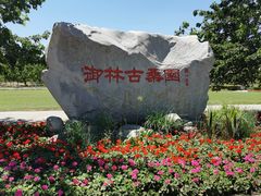 -御林古桑园