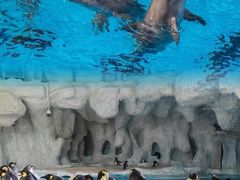 -珠海长隆海洋王国