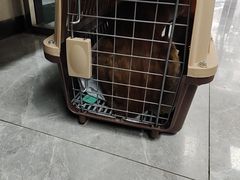-半岛宠物医院24小时(白果林店)