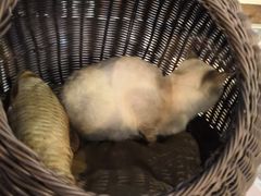 -吉丁鸟咖·异宠·寄养