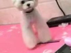-A猫a狗全科·犬猫异宠·芥西宠物医院(南开总院)