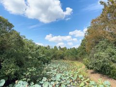 -上海海湾国家森林公园