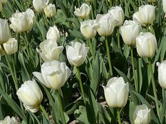 -大宁郁金香公园-停车场