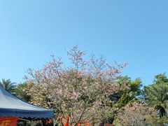 -天适樱花悠乐园