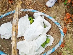 -马陆小张葡萄园农家乐