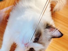 -猫十亿·布偶金渐层·曼基康矮脚猫舍(青年路店)