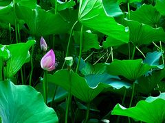 -保定东湖公园(莲池区)