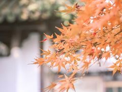 -西湖游船