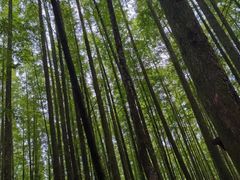 -山王坪喀斯特国家生态公园