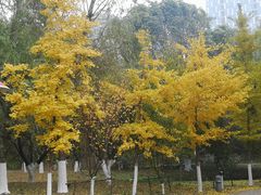 -长白岛森林公园