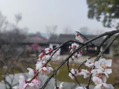 -无锡梅园公园