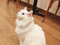 -有猫主题·治愈系猫咖(曾厝垵店)