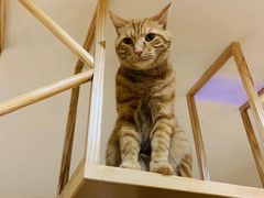 -滚猫咖啡·猫咖·猫友好撸猫(未来城店)