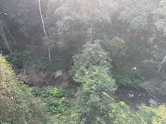 -野象谷景区