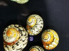-青岛贝壳博物馆