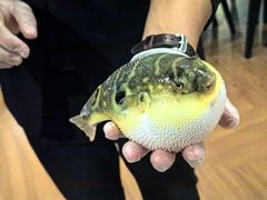 -肆月河豚·新淮扬(金融街店)