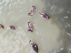 -海珠湖公园