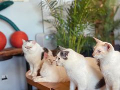 -Cappucimeow猫咪咖啡馆(韦伯时代店)
