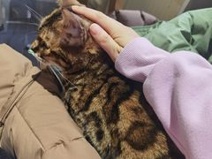 -猫小院猫主题餐厅(南锣旗舰店)