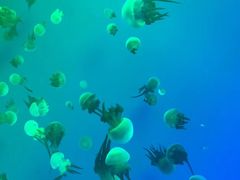 -福州罗源湾海洋世界旅游区