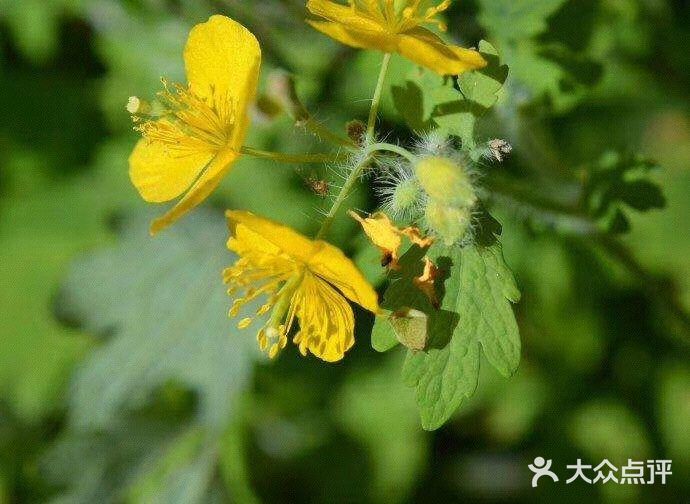 3月22日生日花：白屈菜 白屈菜根别名：小人血七